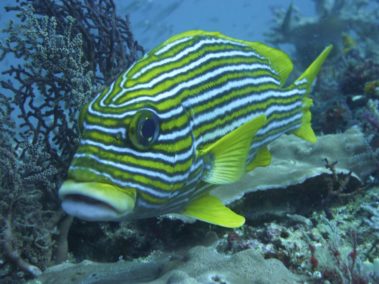 Mein erster Manta 46 Fische ...