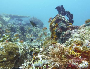 Mein erster Manta 49 Unterwasser