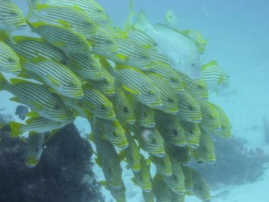 Mein erster Manta 48 Süsslippen