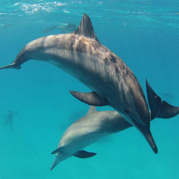 Delfine