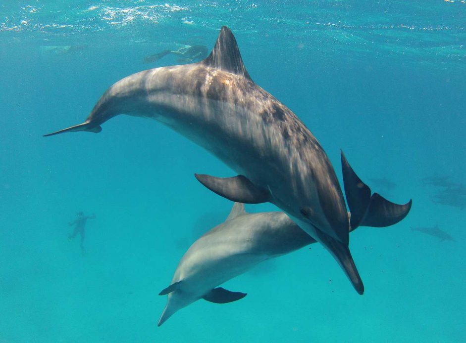 Delfine