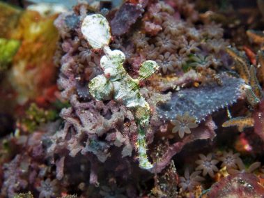 Halimeda Geisterpfeifenfisch / Halimeda ghost pipefish / Solenostomus halimeda