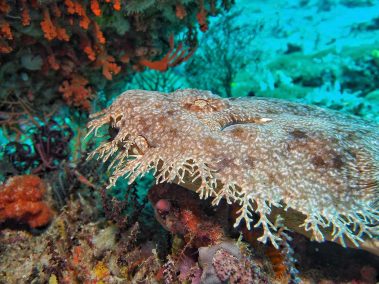 Teppichhai (Wobbegong)