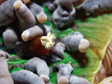 Blaugeringelte Kraken