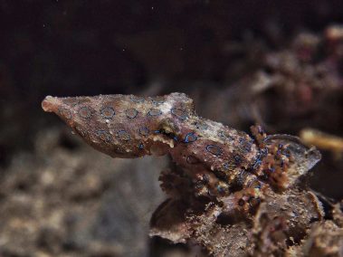 Großer Blaugeringelter Krake / Greater Blue-Ringed Octopus / Hapalochlaena lunulata