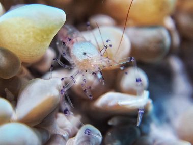 raja ampat 2016 daniel hafner 17