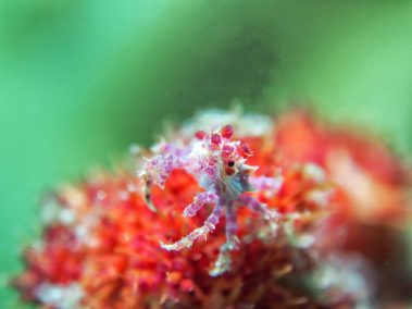 Schleierbäumchen-Spinnenkrabbe / Candy (Soft Coral) Crab / Hoplophrys oatesii