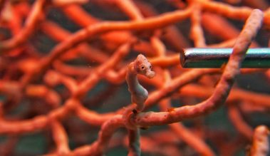 Denise Zwergseepferdchen / Denise's pygmy seahorse / Hippocampus denise