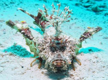 Finger-Teufelsfisch / Devil Stinger / Inimicus didactylus