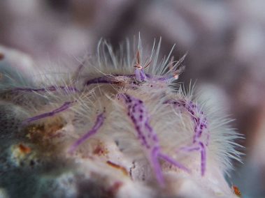 Haarige Schwamm-Springkrabbe / Hairy Squat Lobster / Lauriea siagiani
