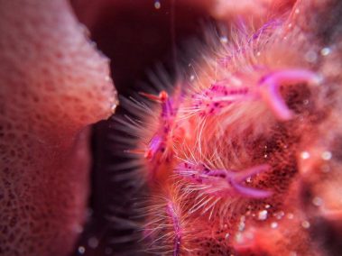 Haarige Schwamm-Springkrabbe / Hairy Squat Lobster / Lauriea siagiani