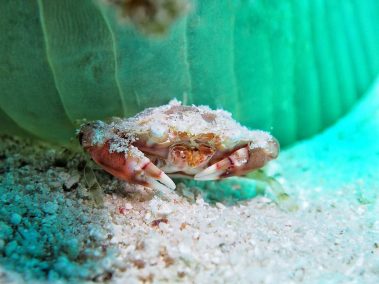 raja ampat 2016 daniel hafner 38