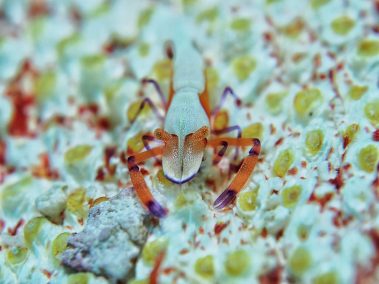 Imperator Partnergarnele / Emperor Shrimp / Periclimenes imperator