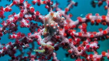 Pygmäenseepferdchen / Pygmy Seahorse / Hippocampus bargibanti