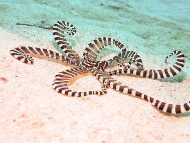 Wunderpus Krake / Wunderpus Octopus / Wunderpus photogenicus