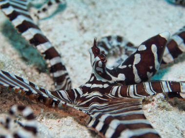 Wunderpus Krake / Wunderpus Octopus / Wunderpus photogenicus