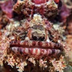 Bärtiger Drachenkopf / bearded scorpionfish / Scorpaenopsis barbata