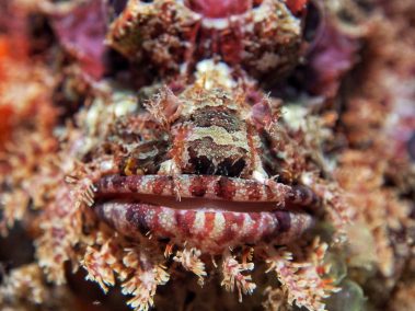 Bärtiger Drachenkopf / bearded scorpionfish / Scorpaenopsis barbata