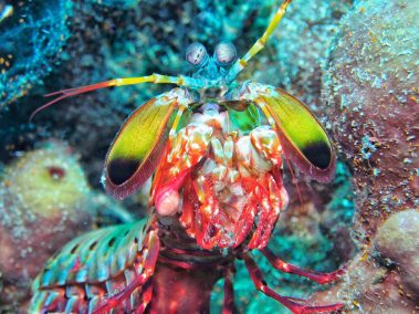 Clown Fangschreckenkrebs / Mantis Shrimps / Odontodactylus scyllarus
