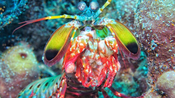 Clown Fangschreckenkrebs / Mantis Shrimps / Odontodactylus scyllarus