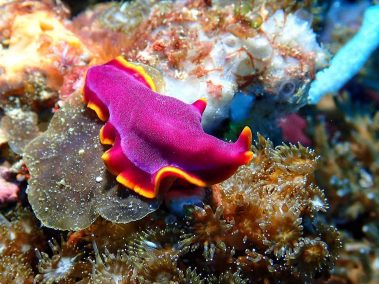 raja ampat 2016 daniel hafner 8