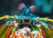 Clown Fangschreckenkrebs / Mantis Shrimps / Odontodactylus scyllarus