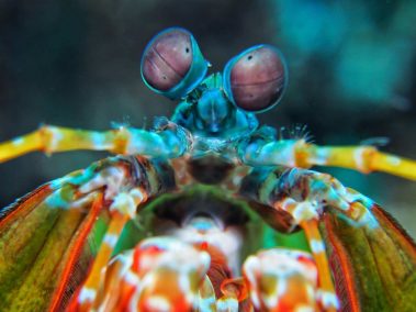 Clown Fangschreckenkrebs / Mantis Shrimps / Odontodactylus scyllarus