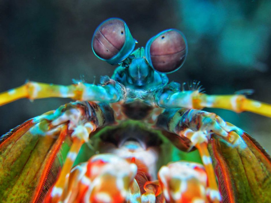 Clown Fangschreckenkrebs / Mantis Shrimps / Odontodactylus scyllarus