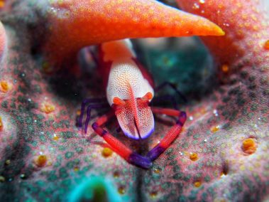 Imperator Partnergarnele / Emperor Shrimp / Periclimenes imperator