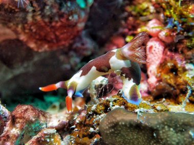 raja ampat 2016 daniel hafner 9