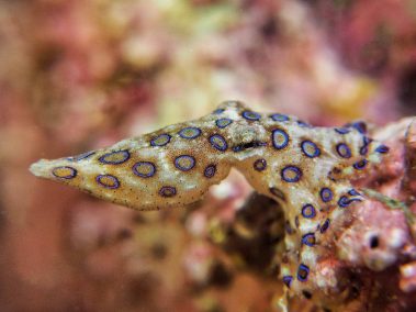 Großer Blaugeringelter Krake / Greater Blue-Ringed Octopus / Hapalochlaena lunulata