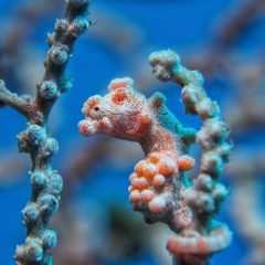 Pygmäenseepferdchen / Pygmy Seahorse / Hippocampus bargibanti