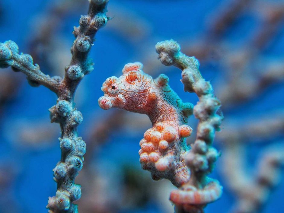 Pygmäenseepferdchen / Pygmy Seahorse / Hippocampus bargibanti