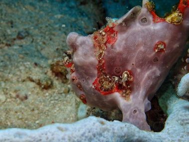 Warzen-Anglerfisch / Dwarty Frogfish / Antennarius Maculatus