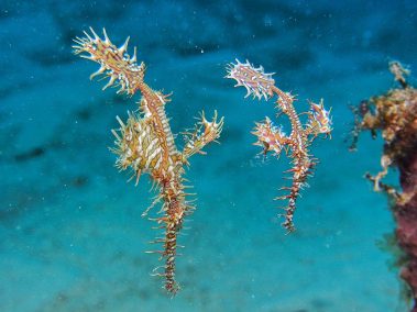 Harlekin-Geisterpfeifenfisch / Harlequin Ghost Pipefish / Solenostomus paradoxus
