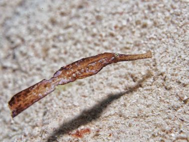 Seegras-Geisterpfeifenfisch / Robust Pipe Ghostfish / Solenostomus Cyanopterus