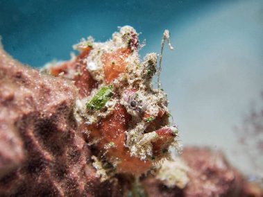 Warzen-Anglerfisch / Dwarty Frogfish / Antennarius Maculatus