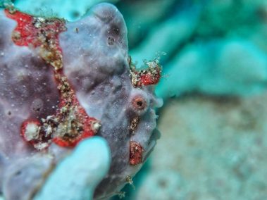 Warzen-Anglerfisch / Dwarty Frogfish / Antennarius Maculatus