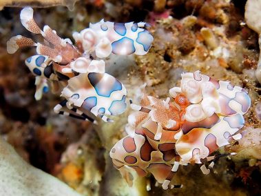 Harlekingarnelen / harlequin shrimp / Hymenocera picta