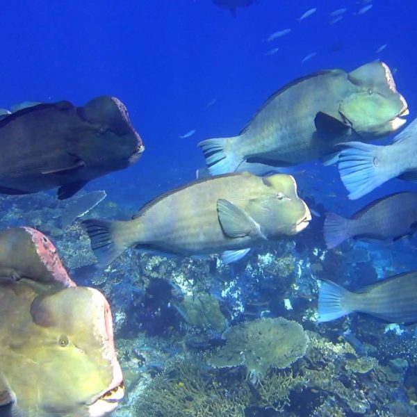 Büffelkopf-Papageifische