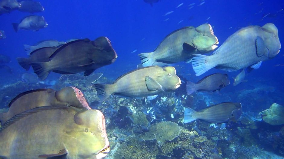 Büffelkopf-Papageifische