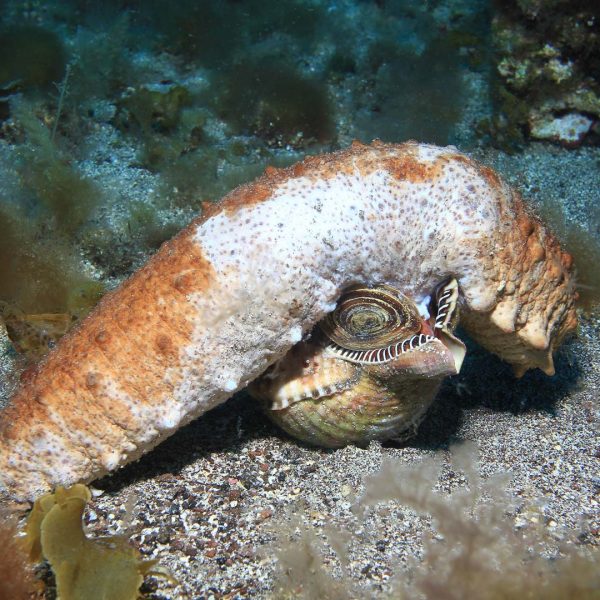 Tritonshorn verspeist eine Seegurke Tritonshorn verspeist eine Seegurke