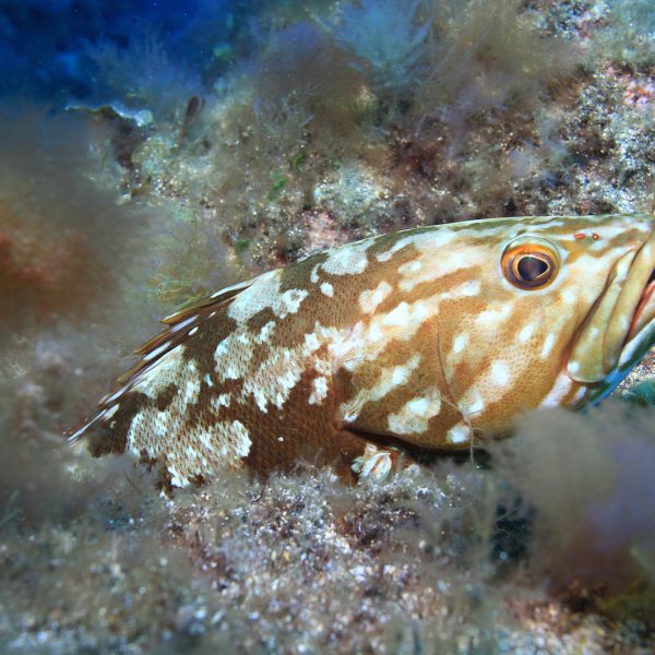 Zackenbarsch Zackenbarsch