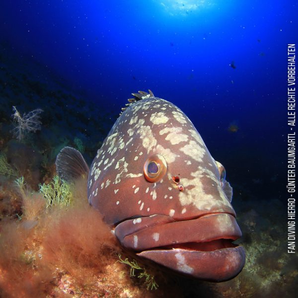 Zackenbarch CloseUp Zackenbarch CloseUp