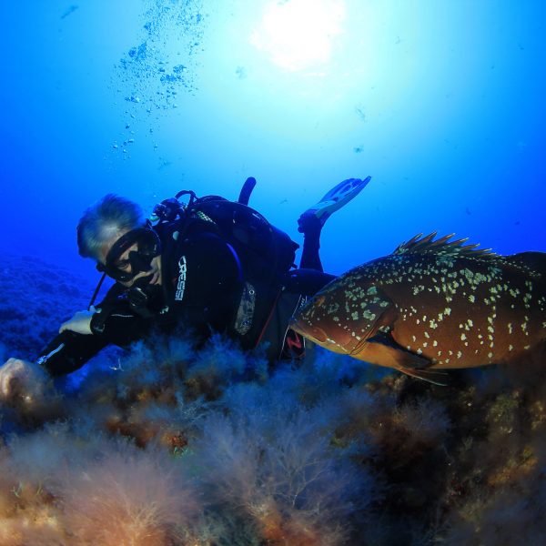 Ein Paar – Zackenbarsch & Ich Ein Paar - Zackenbarsch & Ich