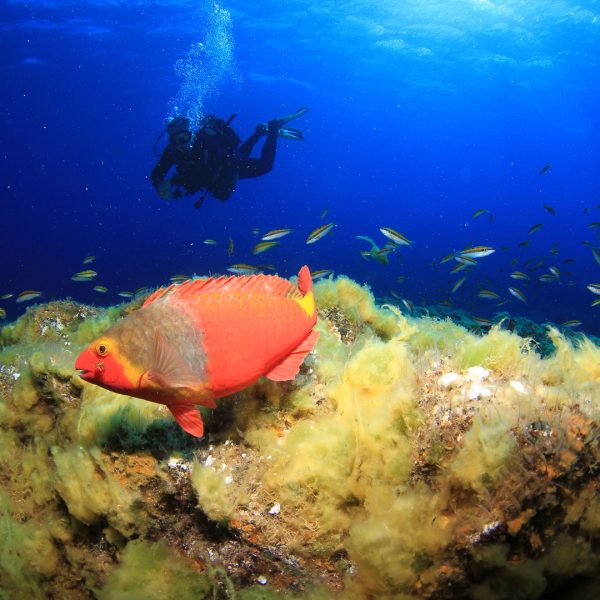 Kanarischer Papageifisch Kanarischer Papageifisch