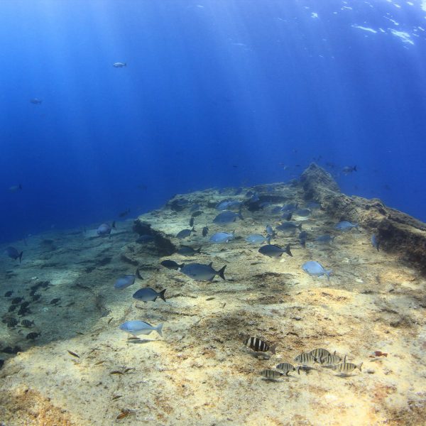 El Bajon – Links El Bajon - Links