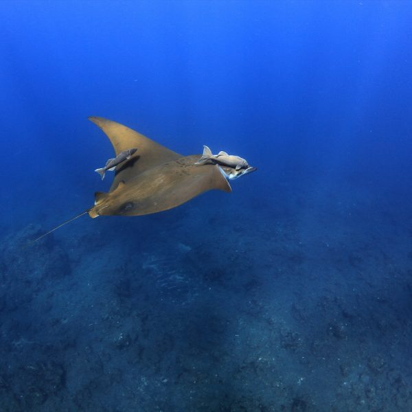 Teufelsrochen (Mobula mobular) Teufelsrochen (Mobula mobular)